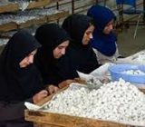 افزایش ۶۰ درصدی جامعه نوغانداران کشور