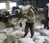 تأمین اجتماعی از افراد شاغل در شالیکوبی‌های گیلان حمایت می‌کند