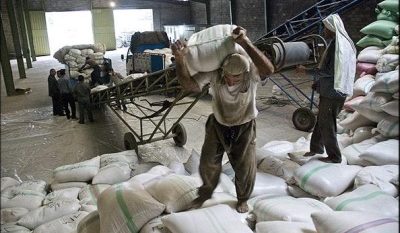 تأمین اجتماعی از افراد شاغل در شالیکوبی‌های گیلان حمایت می‌کند