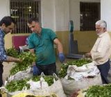 خرید تضمینی برگ سبز چای مانند سال های گذشته انجام می شود