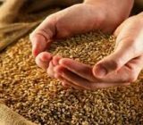 آغاز توزیع بذرگواهی شده ۳ رقم بومی برنج در گیلان