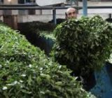 اعلام آمادگی ۱۵۰کارخانه چایسازی برای خرید برگ سبزچای از چایکاران