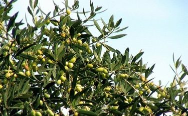 انجمن زیتون گامی موثر در راستای برندسازی/ تشکیل فراکسیون زیتون در مجلس