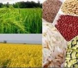 گیلان در صدر جدول تولیدات مهم کشاورزی کشور