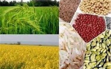 گیلان در صدر جدول تولیدات مهم کشاورزی کشور