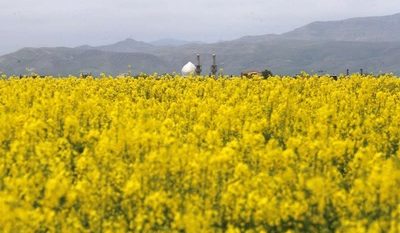 جلوگیری از خروج ارز با افزایش تولید کلزا در گیلان