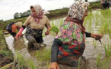 طرح بحث‌های انحرافی برای توجیه واردات برنج/ امسال کف تولید برنج در کشور بیش از سقف تولید در سال گذشته است/ چه کسانی از سرکوب تولید داخلی نفع می‌برند؟
