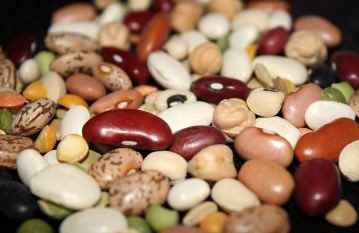 محصول لوبیا امسال ۱۳۵ میلیارد تومان نصیب کشاورزان گیلانی می‌کند