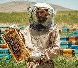 گیلان پنجمین قطب تولید عسل در کشور/ فعالیت ۴۷۰۰ زنبوردار در استان