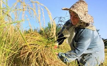 کشت دوم یکی از نیازهای گیلان است
