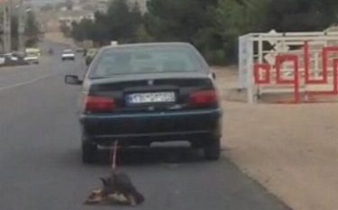 محکومیت سگ آزار شفتی به ۲۰۰ ساعت نگهداری از حیوانات مصدوم