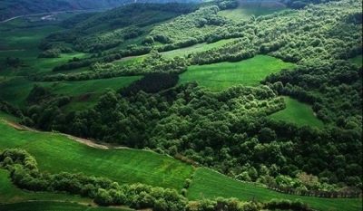 ۱۹ درصد کل مساحت جنگل های هیرکانی در گیلان قرار دارد