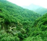 جنگل‌های هیرکانی شمال با موافقت یونسکو ثبت جهانی شد