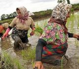 پیش‌بینی افزایش تولید برنج در سال جاری/ افزایش کشت دانه های روغنی در اراضی کشاورزی