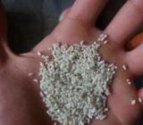 کاهش تولید نیم دانه برنج در گیلان