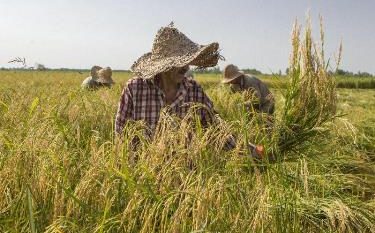 دولت برای حمایت همه‌جانبه از شالیکاران مصمم است