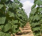 زراعت چوب در گیلان توسعه می‌یابد
