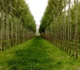 اختصاص هزار و ۵۰۰ هکتار زمین برای زراعت چوب در گیلان
