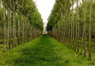 اختصاص هزار و ۵۰۰ هکتار زمین برای زراعت چوب در گیلان
