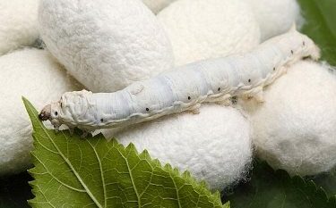 همکاری فنی ایران وچین در زمینه روش های مبارزه با کرم برگ خوار توت