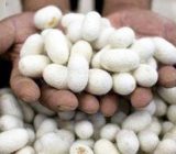 ۱۶ هزار بسته تخم نوغان در استان گیلان توزیع می شود