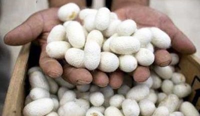 ۱۶ هزار بسته تخم نوغان در استان گیلان توزیع می شود