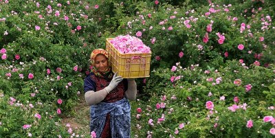 برداشت گل محمدی از باغات گیلان آغاز شد برداشت گل محمدی از باغات گیلان آغاز شد
