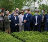 توسعه مکانیزاسیون بهره وری تولید چای گیلان را به همراه دارد