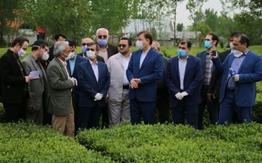 توسعه مکانیزاسیون بهره وری تولید چای گیلان را به همراه دارد