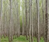 واگذاری ۴۰۰۰هکتار از اراضی ملی گیلان برای زراعت چوب