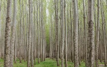 واگذاری ۴۰۰۰هکتار از اراضی ملی گیلان برای زراعت چوب