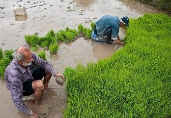 هشدار علوم پزشکی گیلان درباره بیماری «تب شالیزار»؛ نتیجه تست چند نفر مثبت شد