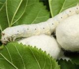 خرید توافقی پیله تر ابریشم از نوغانداران در سه شهرستان گیلان انجام می شود