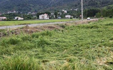 کارگروه بررسی خسارت شالیزارهای گیلان تشکیل میشود کارگروه بررسی خسارت شالیزارهای گیلان تشکیل میشود