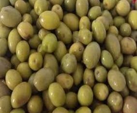 امسال، سال‌آور زیتون گیلان