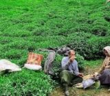 اقدامی برای احیای باغات چای رها شده گیلان