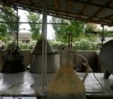 ثبت ملی گلاب گیری روستای گیلده شفت/ افزایش باغ ها و سایت های گلاب