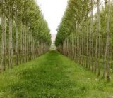 ۵۰۰ هزار اصله نهال برای توسعه زراعت چوب در گیلان توزیع می شود