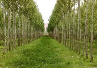 ۵۰۰ هزار اصله نهال برای توسعه زراعت چوب در گیلان توزیع می شود