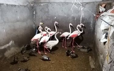 کشف ۳۰ قطعه پرنده حمایت شده در شهرستان شفت