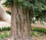 سرخدار شفت ثبت ملی شد