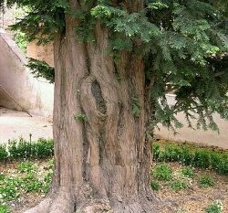 سرخدار شفت ثبت ملی شد