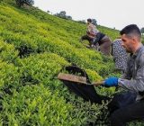 قیمت تضمینی خرید برگ سبز چای در سال ۱۴۰۰ اعلام شد