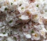 آغاز برداشت گل محمدی در شفت