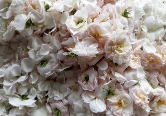 آغاز برداشت گل محمدی در شفت