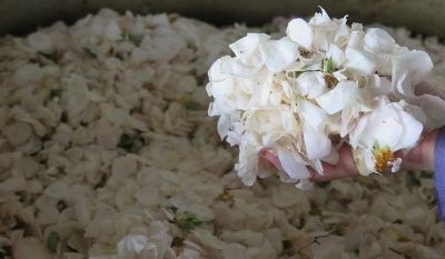گلاب‌گیری در روستای گیلده شفت