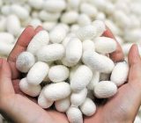 تعاون روستایی گیلان خرید توافقی پیله تَر ابریشم در گیلان را آغاز کرد