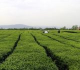 برداشت ۷۲ هزار تن برگ سبز چای از باغات شمال کشور
