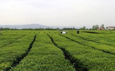 برداشت ۷۲ هزار تن برگ سبز چای از باغات شمال کشور