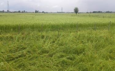 کشاورزان گیلان خسارت محصولات شالیزاری را برای بررسی اعلام کنند